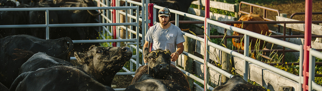 A young man in a baseball cap oversees livestock in a stockyard pen.