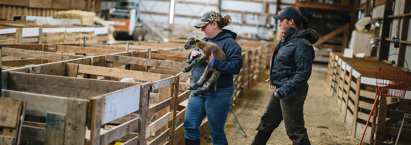 Two young women in workclothes handle sheep in barn pens.