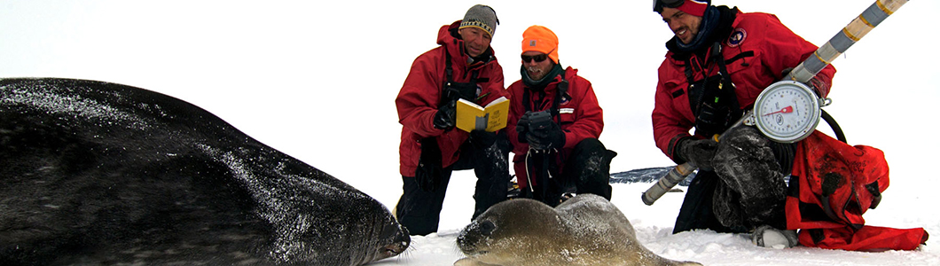 Scientists in extreme cold weather gear monitor harbor seals in their natural habitat.