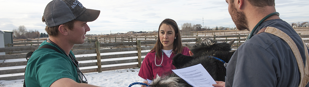 Three veterinary students discuss a case in a barnyard.