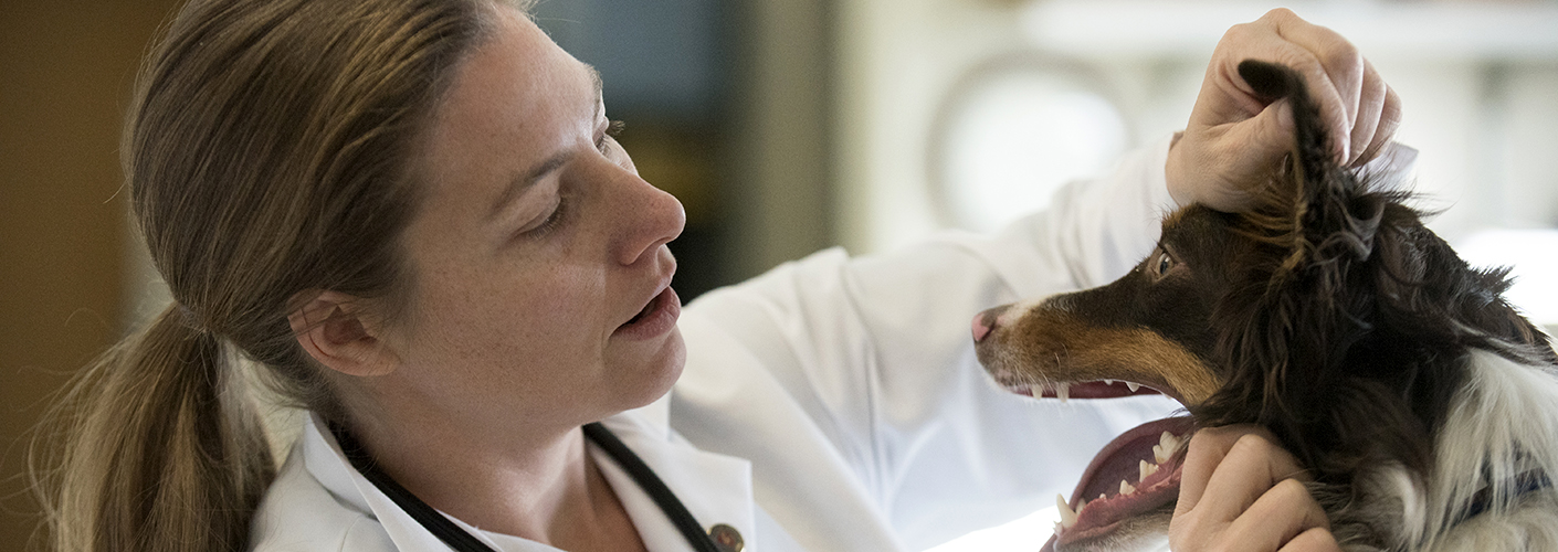 A woman in a white coat with a stethoscope around her neck looks into the mouth of an Australian shepherd.