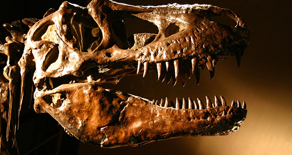 Paleontology