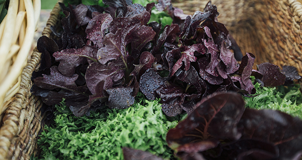 Sustainable Food & Bioenergy Systems