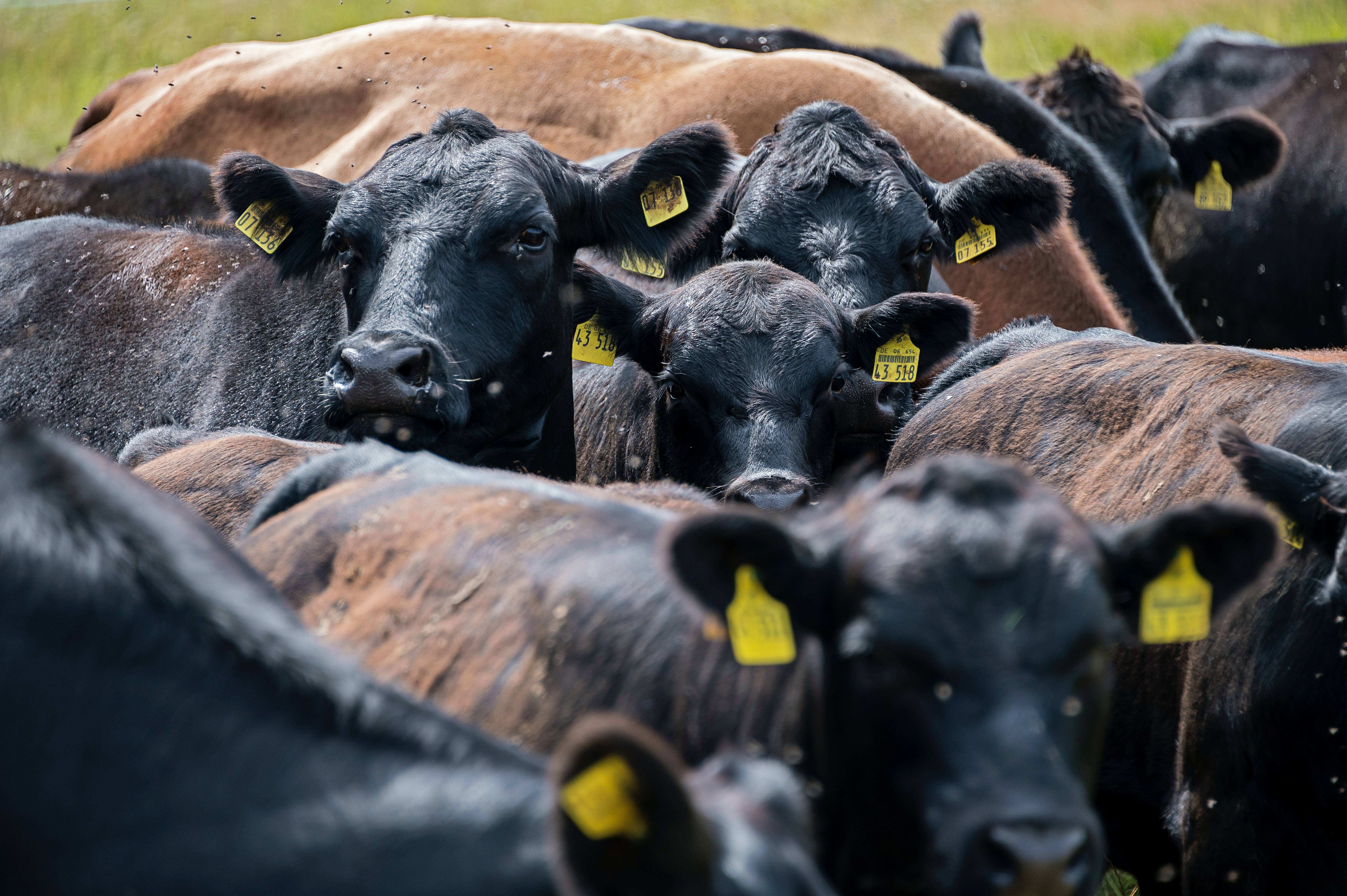 Cattle Cattle