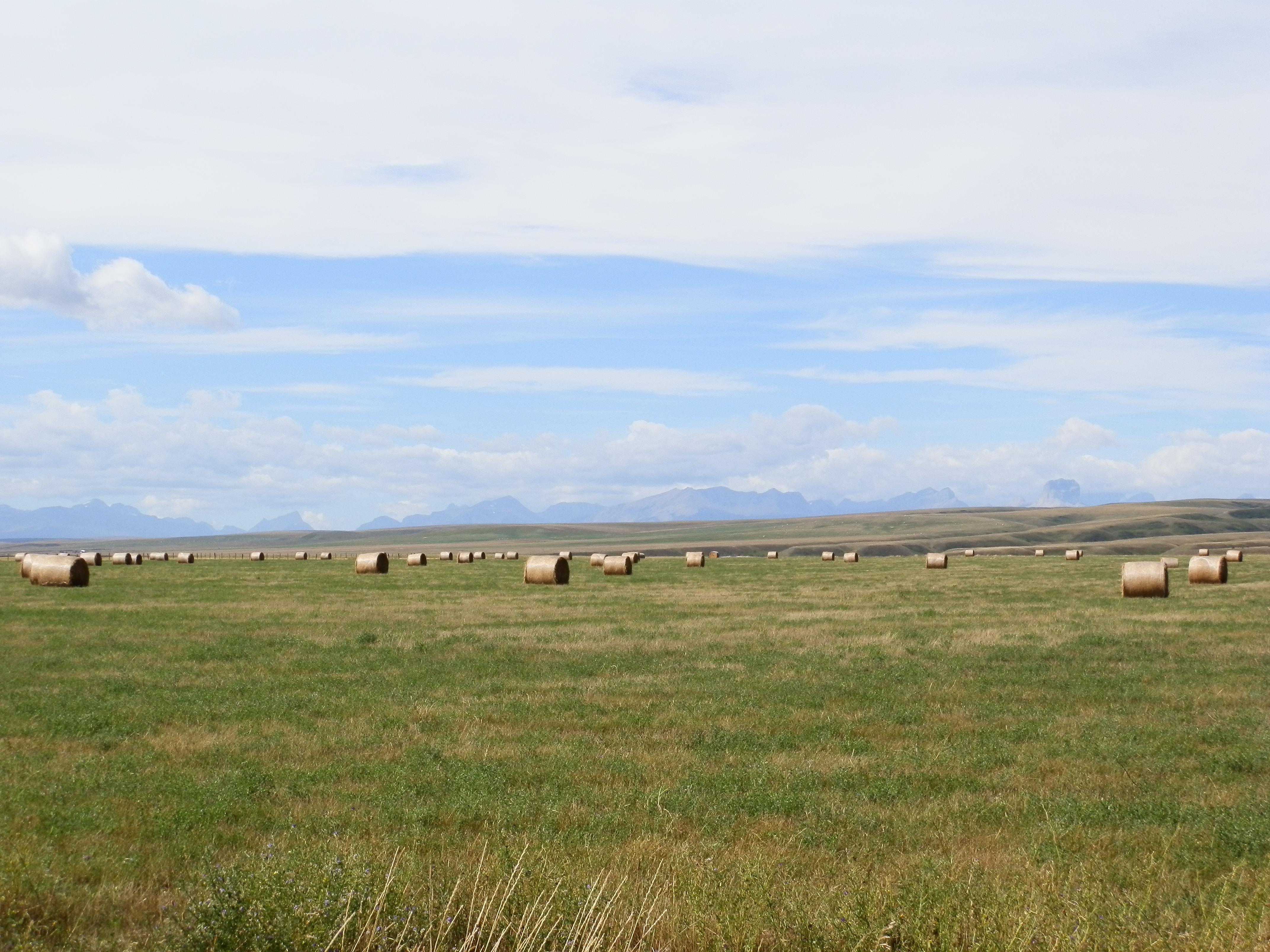 Hayfield (Kari Lewis MSU Extension Valley County)