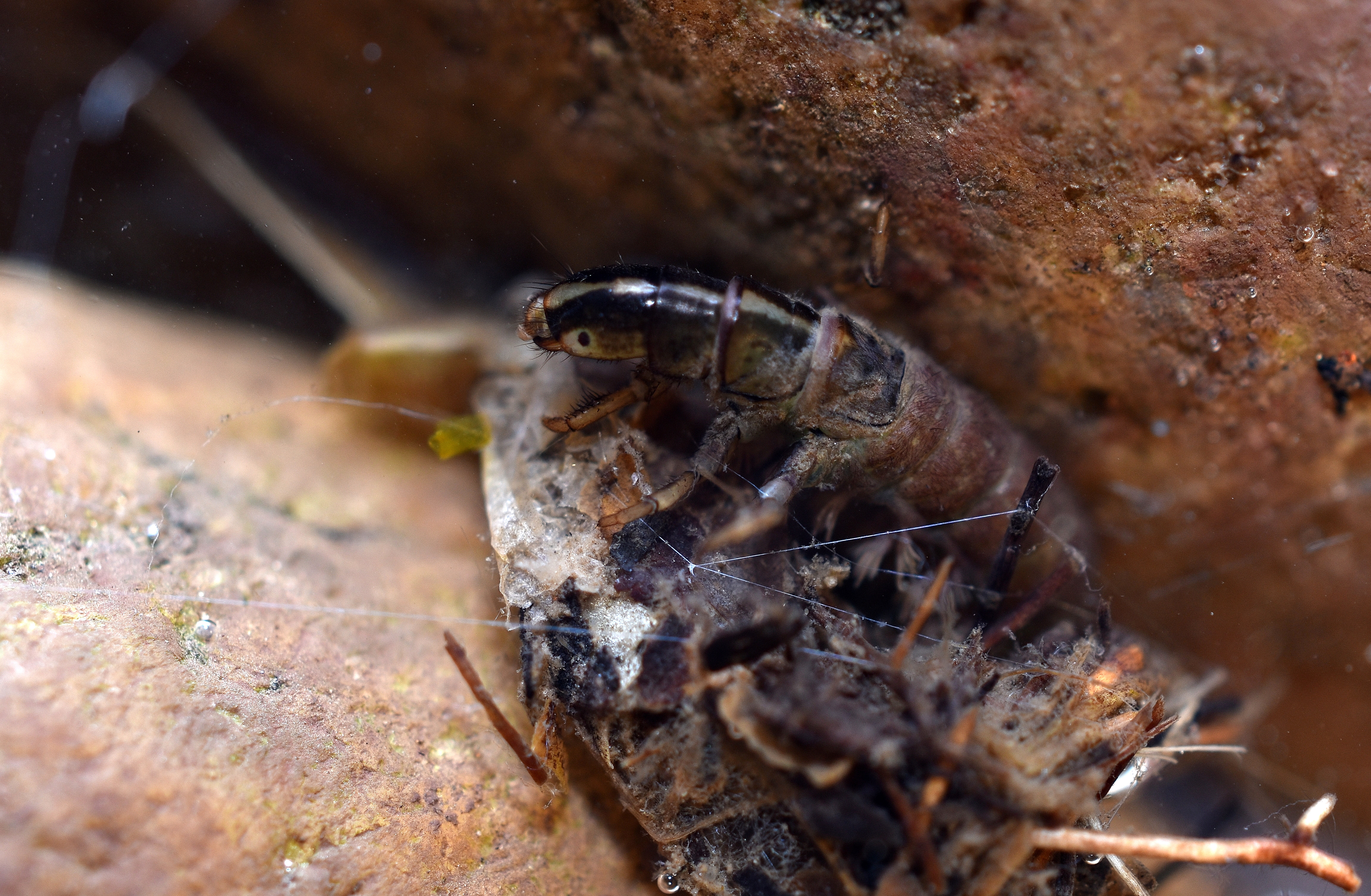 A caddisfly