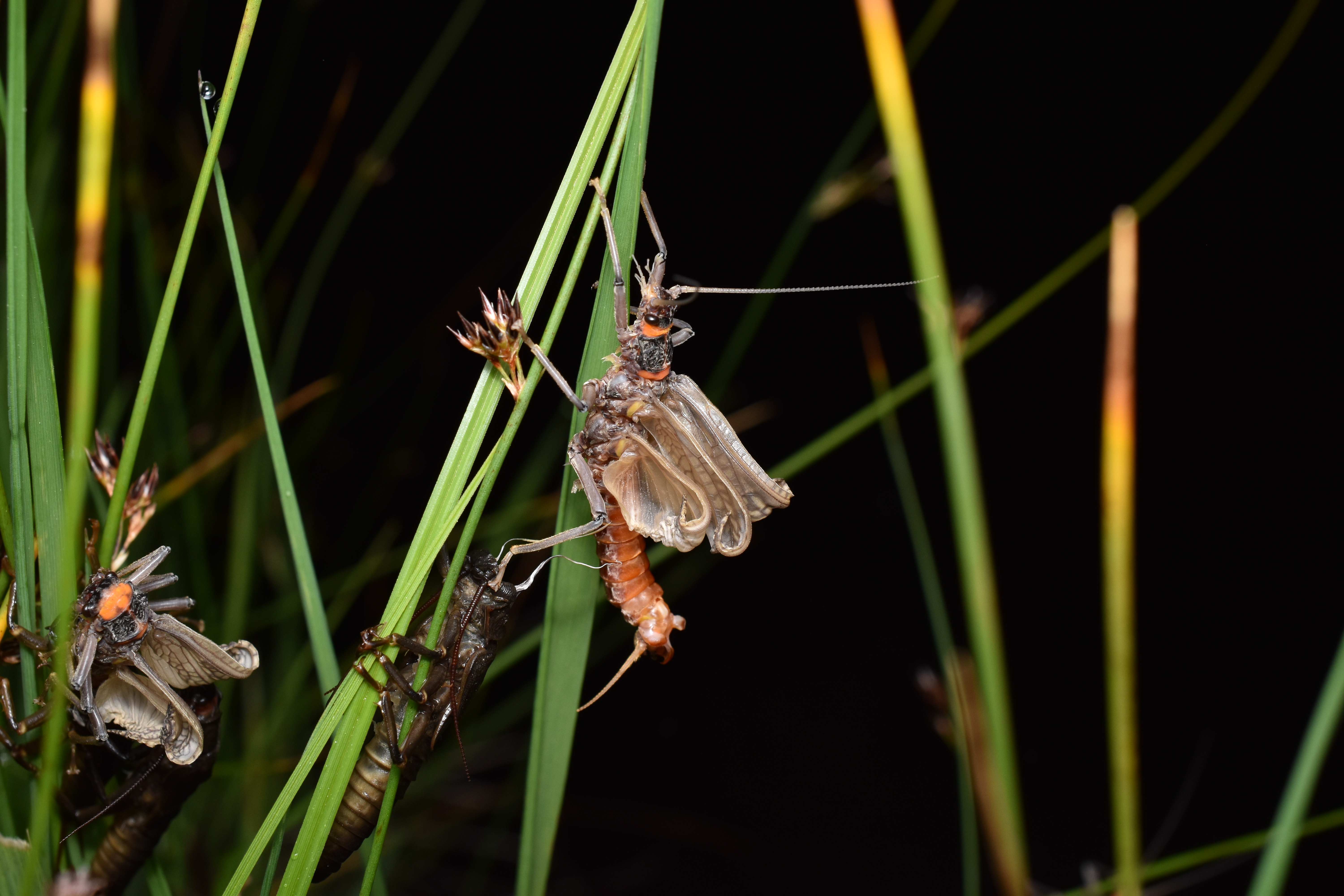 Salmonfly emergence