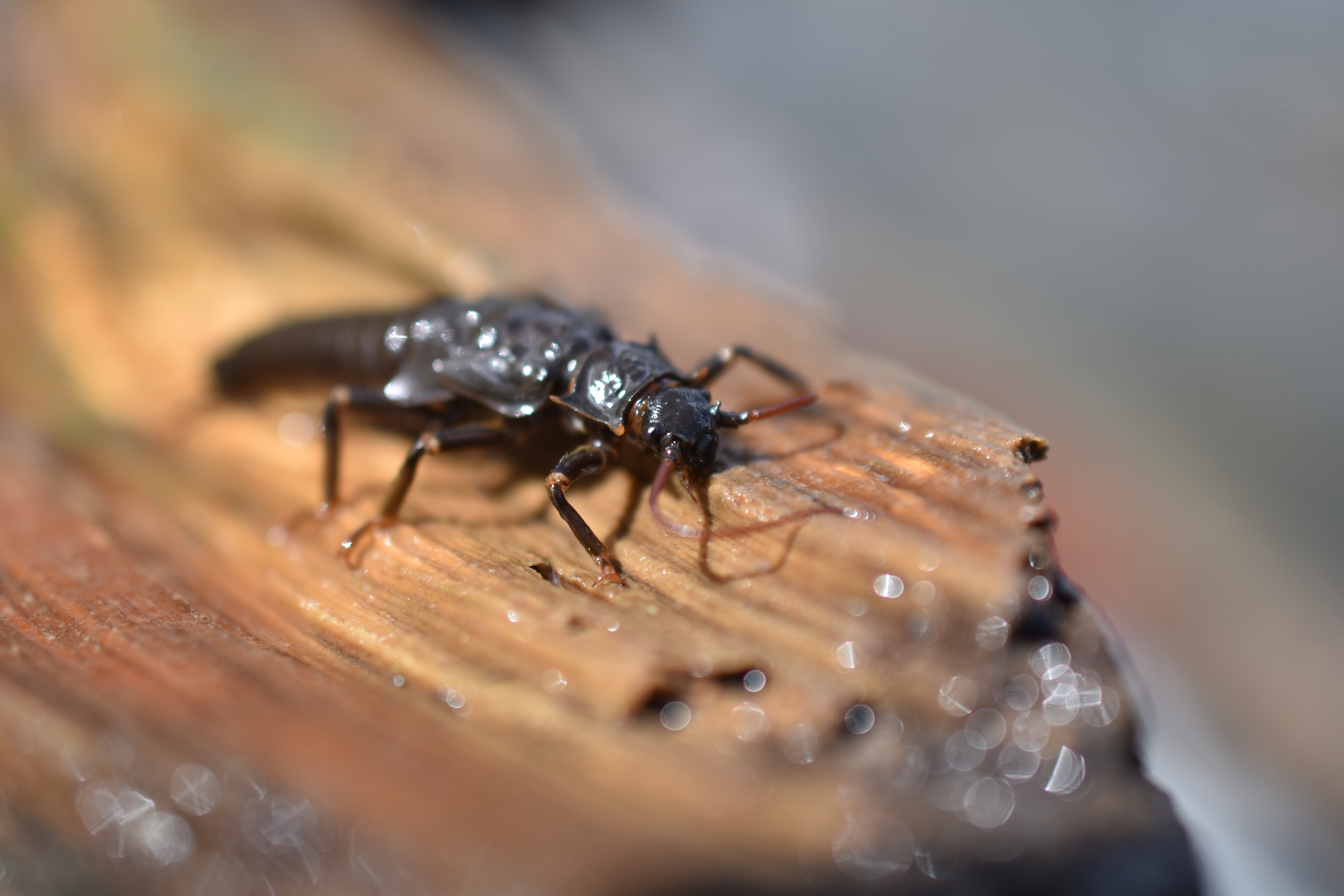 Salmonfly larva on woody debris