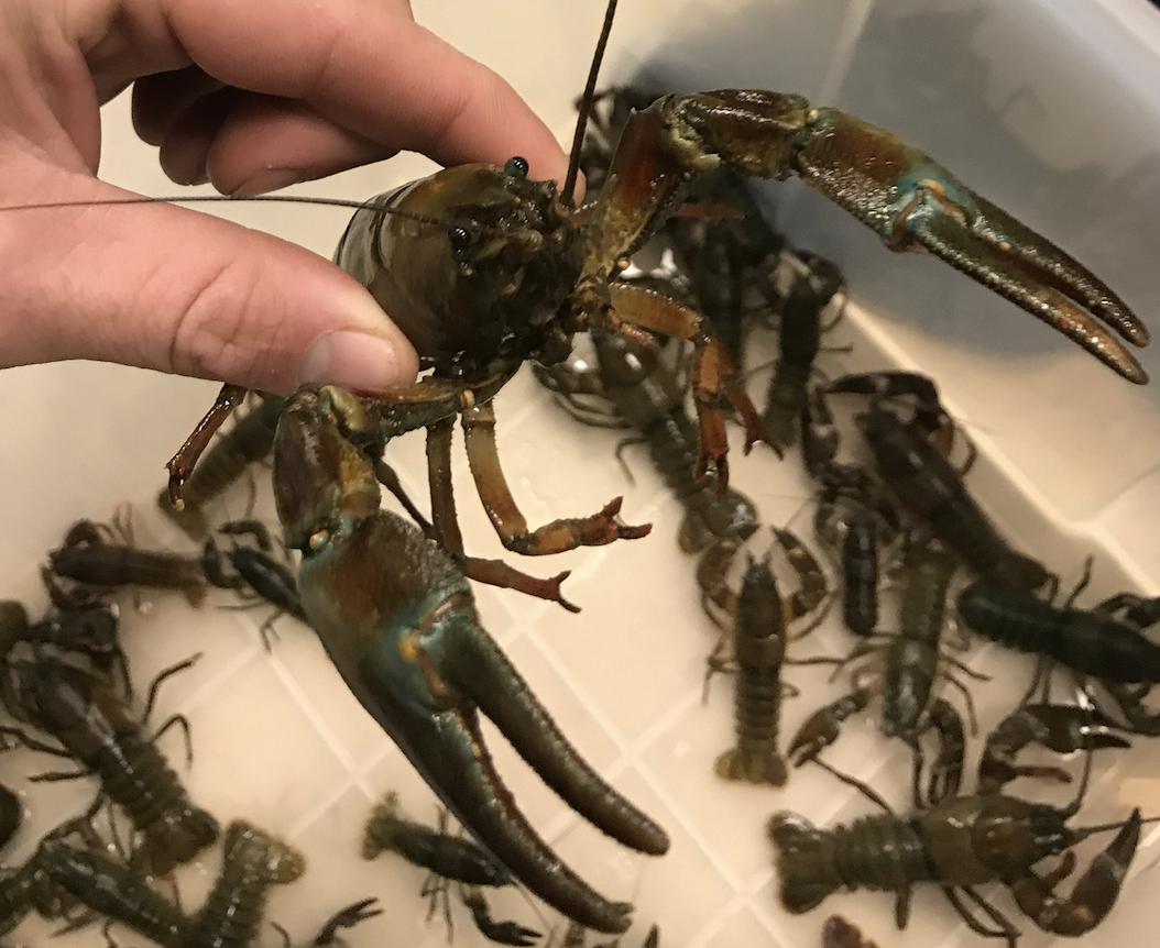 Signal crayfish