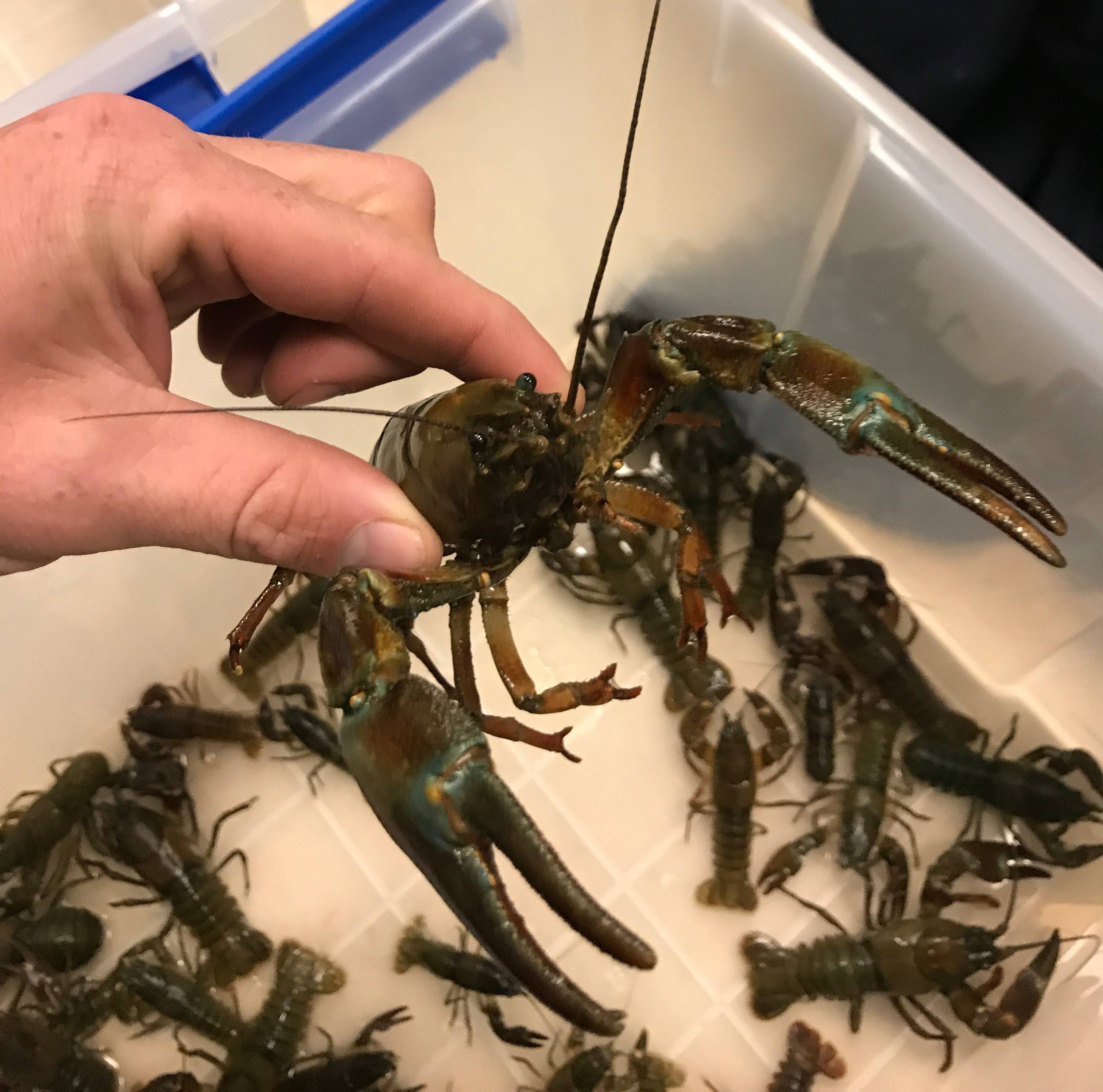 Invasive signal crayfish