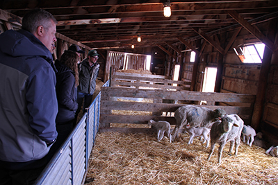 MSU culinary staff admire lambs in a barn