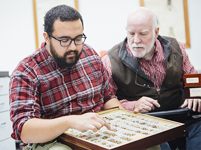 Michael Ivie, associate professor and curator of entomology at Montana State University, right, and Vinicius Ferreira, a doctoral student in entomology at MSU, inspect the variety of net-winged beetles