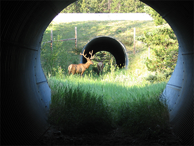 Elk uses highway underpass