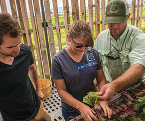 Townes Harvest Garden