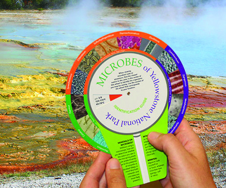 A wildlife guide to the microbes of Yellowstone National Park