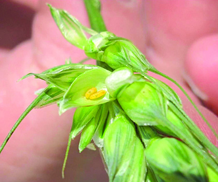 wheat blossom midge larva causes crop damage