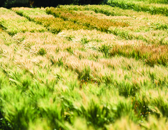 The nationally-ranked Arthur H. Post Teaching and Research Farm