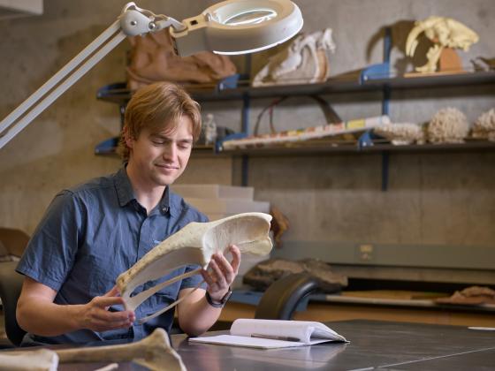 A man sits at a table holding a large bone with both hands. The wall behind him is filled with other bones, fossils and castings. | MSU photo by Colter Peterson