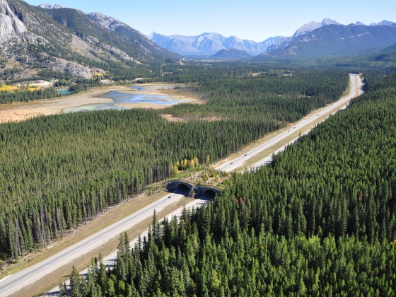 Banff wildlife crossing overpass | 