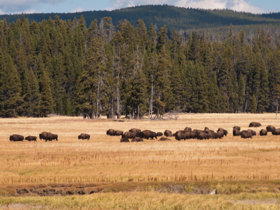 Bison Photo