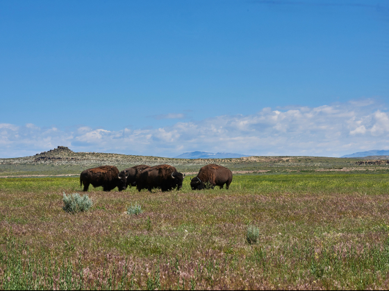 a herd of bison grazing | MSU photo by Kelly Gorham