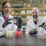 Two people wearing lab jackets looking at petri dishes in a lab.