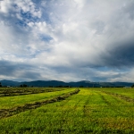 A green field of hay under a blue Montana Sky