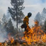 A person working on a fire is pictured behind flames with trees in background.