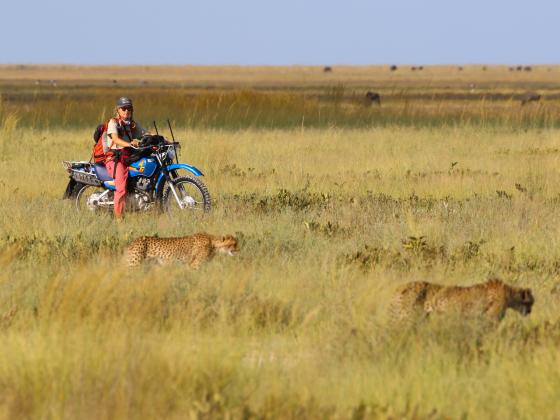 A person on a motorcycle loaded with scientific equipment following two cheetahs in a grassy field. | Photo courtesy Daan Smit