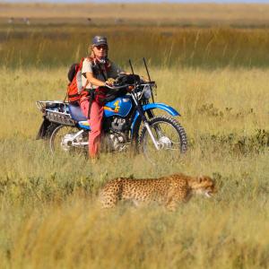 A person on a motorcycle loaded with scientific equipment following two cheetahs in a grassy field.