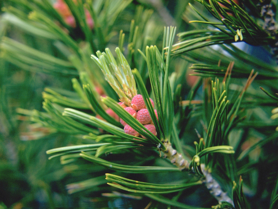 Whitebark Pine