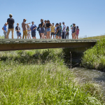 A group of people spread out over a bridge crossing a creek on a sunny blue sky day and green wild grass surrounding the area.