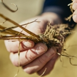 Closeup photo of hand holding wheat roots. 
