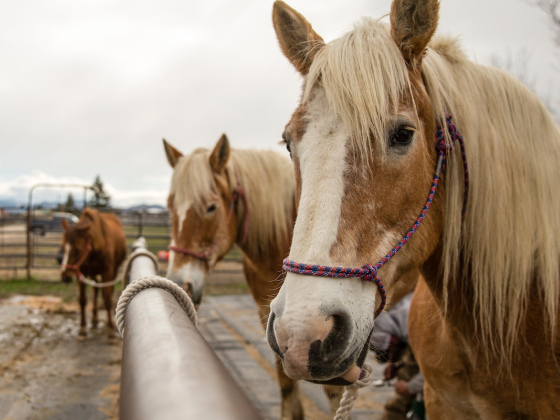 Horses hitched to a hitching post | MSU photo by Marcus "Doc" Cravens