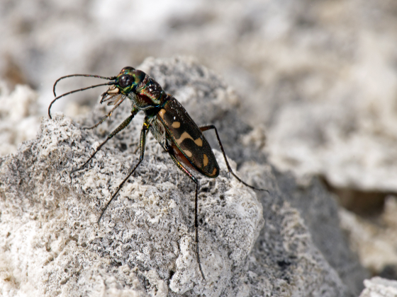 A tiger beetle in Yellowstone National Park | Image by Bob Peterson