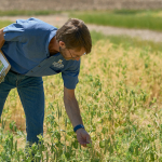 A man examines plants in a field.