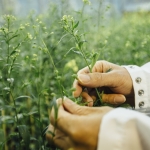 Chaofu Lu Receives Grant from Department of Energy