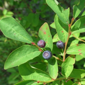 Berry Identification Chart