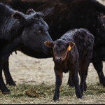 A black angus cow licks a calf outside on a pasture.