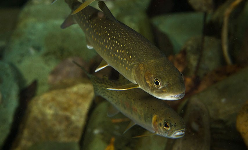 Out Migration Dynamics Of Juvenile Bull Trout In Two Tributaries To