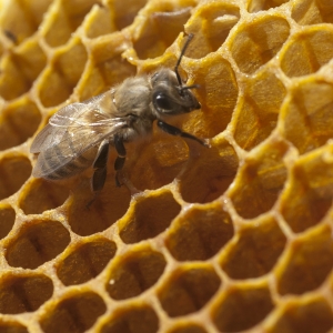 A honeybee works in a honeycomb at the Honey Bee Research Site and Pollinator Garden at Montana State University's Horticulture Farm. MSU photo by Kelly Gorham