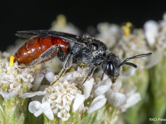 msu professor creates online photobook of regional insects sweat flies