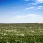 Montana field