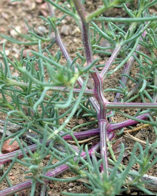 Image of Russian thistle weed in garden
