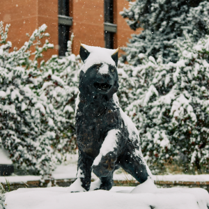 Spirit the bobcat during the first snow of the winter season | 