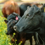 Cattle in a field of yellow flowers.