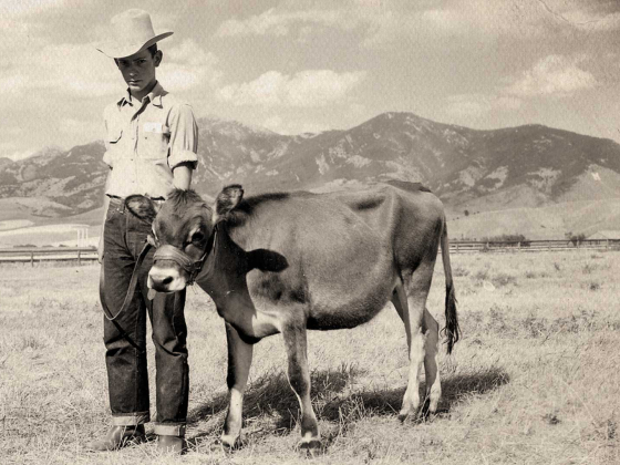 David Pruitt works with a calf in the Gallatin Valley in the 1940s. | 