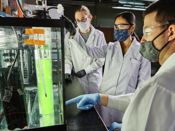 Three scientist examine a water tank with test tubes holding green algae liquid. | MSU Photo by Adrian Sanchez-Gonzalez