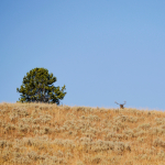 Elk resting on rangeland near a green tree