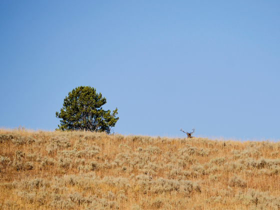 Elk resting on rangeland near a green tree